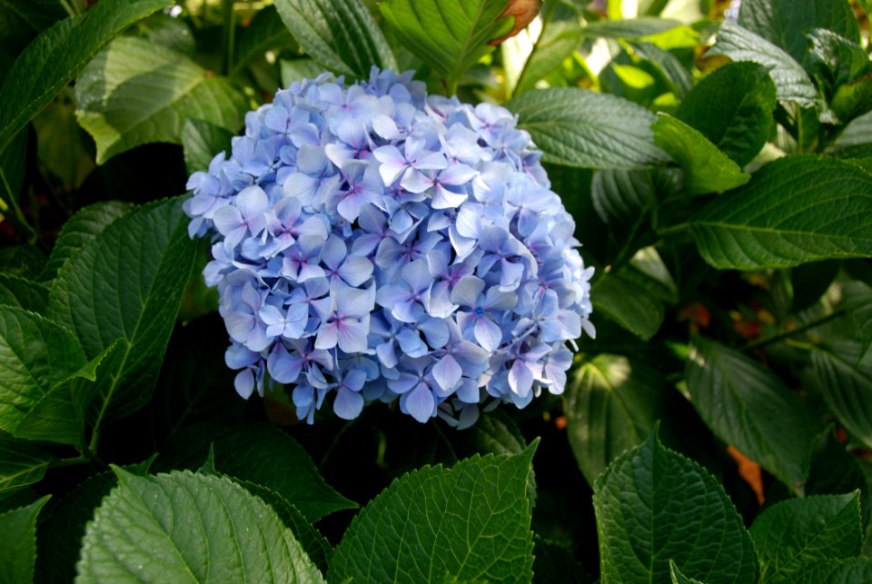 Plant, Blue, Flower, Hydrangea