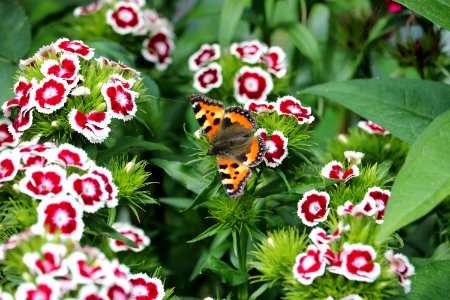 Butterfly, Moths And Butterflies, Flower, Insect photo