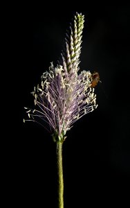 Plant, Flora, Macro Photography, Close Up