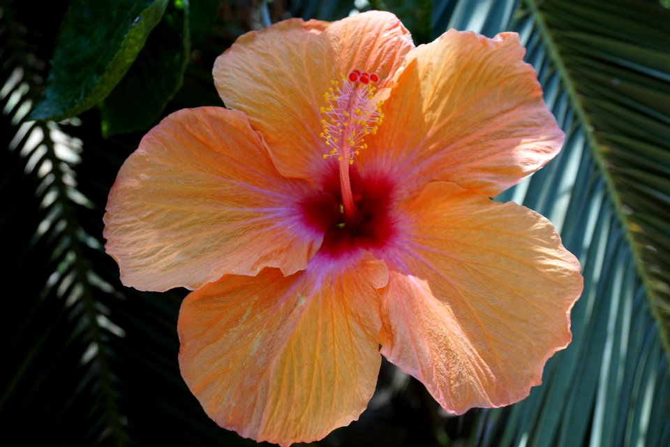 Flower, Hibiscus, Plant, Flowering Plant
