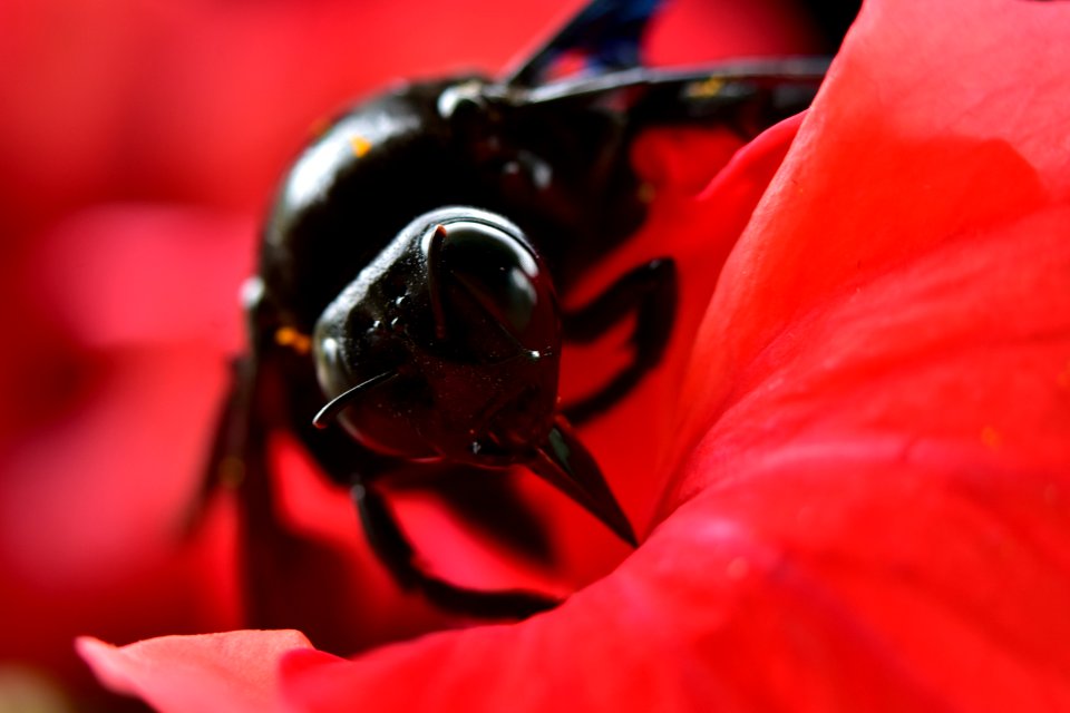 Insect, Red, Macro Photography, Invertebrate