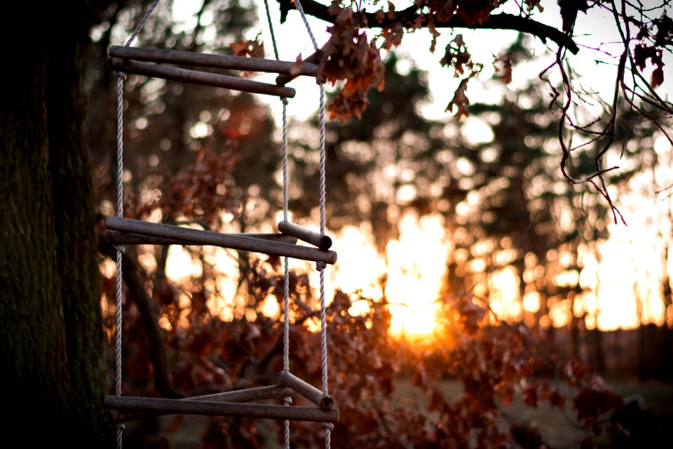 Tree, Branch, Winter, Sunlight