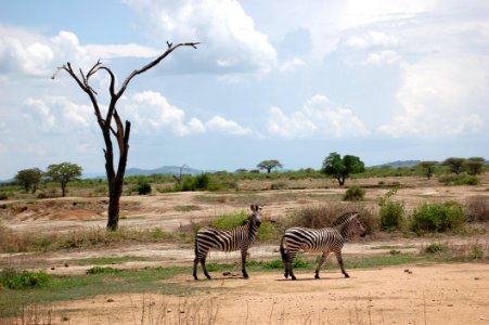 Wildlife, Ecosystem, Savanna, Grassland