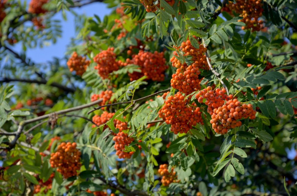 Rowan, Sorbus, Plant, Heteromeles