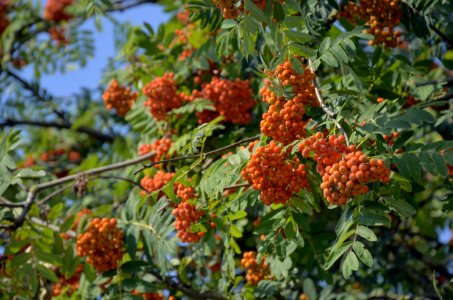 Rowan, Sorbus, Plant, Heteromeles