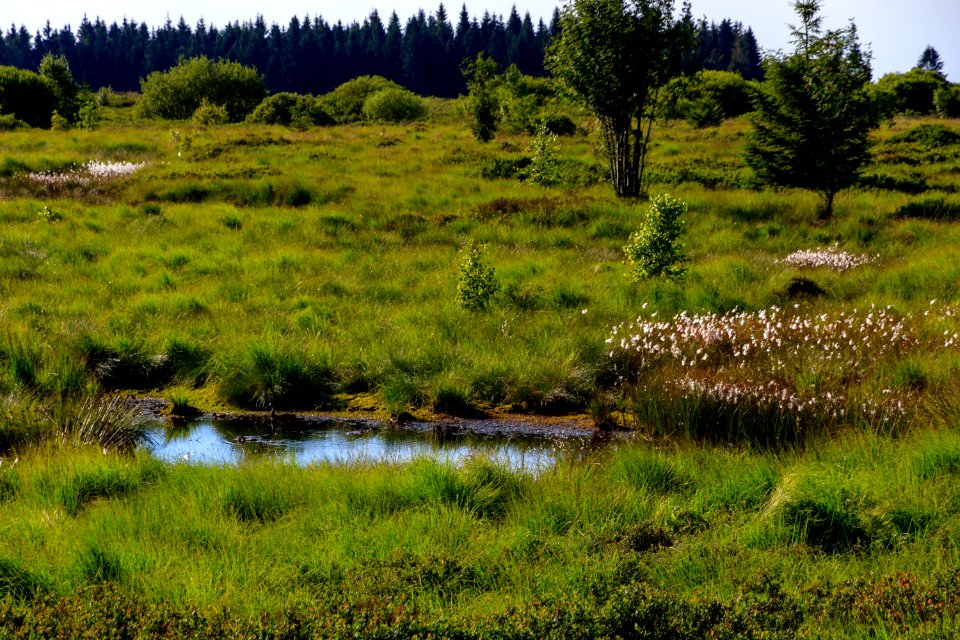 Vegetation, Ecosystem, Wetland, Nature Reserve