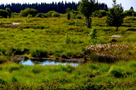 Vegetation, Ecosystem, Wetland, Nature Reserve