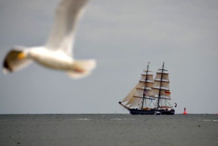 Sailing Ship, Tall Ship, Sea, Seabird
