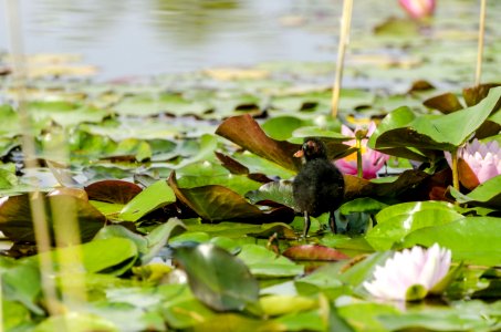 Bird, Fauna, Water, Flora
