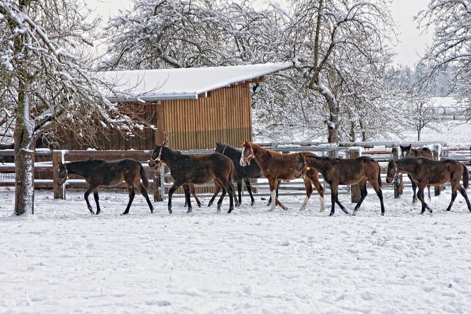 Horse group winter snow landscape