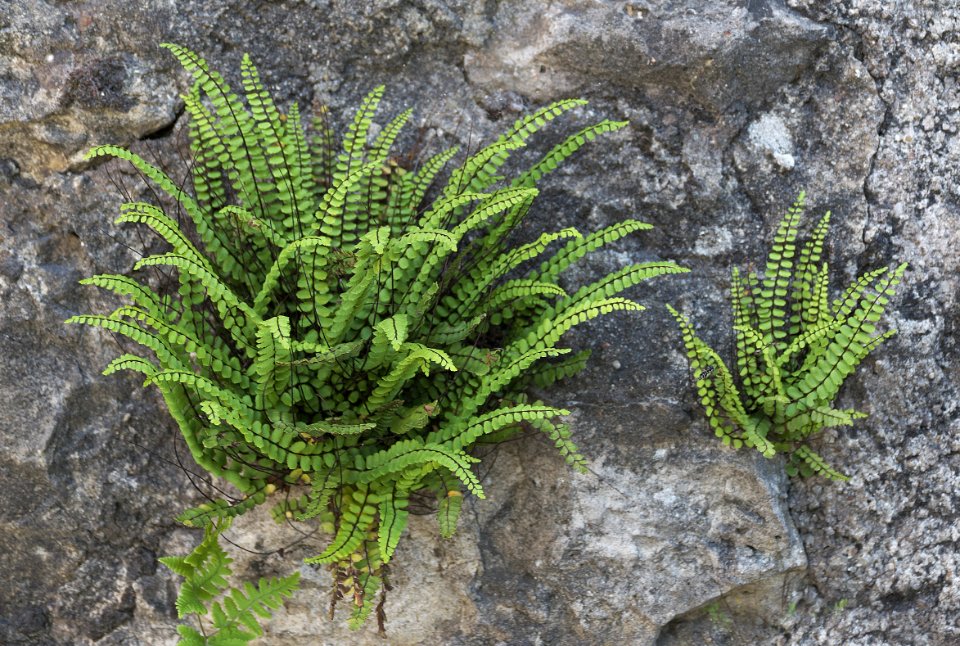 Plant, Vegetation, Ferns And Horsetails, Flora