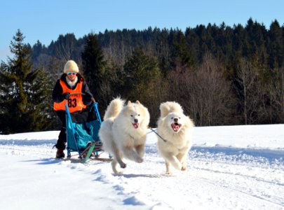 Dog, Dog Like Mammal, Dog Breed Group, Winter photo