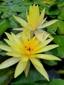Flower, Flora, Yellow, Plant
