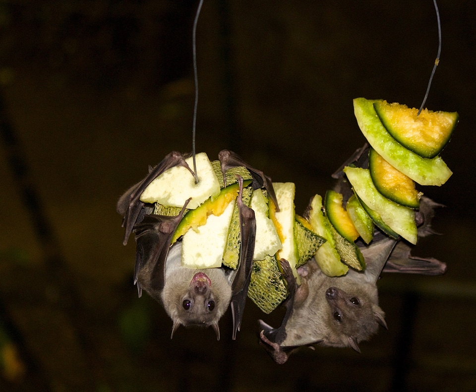 Jungle nocturnal black fruits