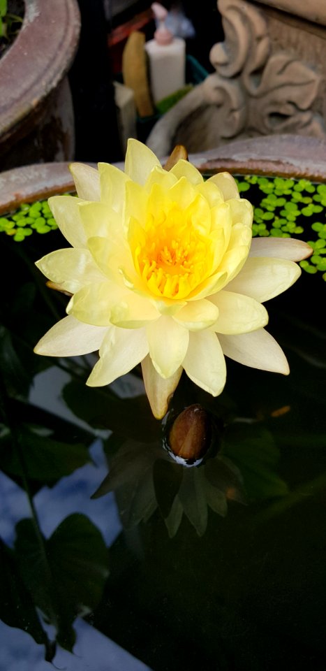 Flower, Yellow, Plant, Flora