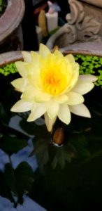 Flower, Yellow, Plant, Flora