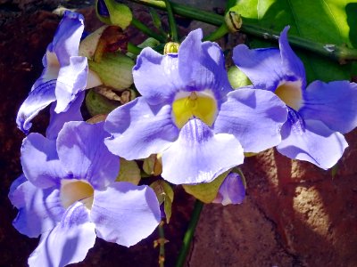 Flower, Blue, Plant, Flora