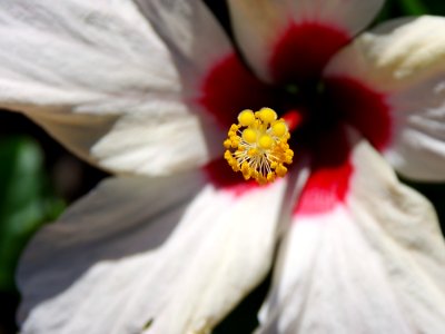 Flower, White, Flora, Pink