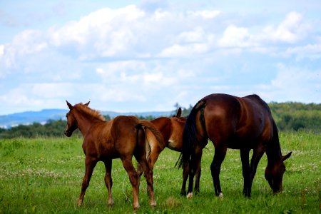 Horse, Grassland, Pasture, Ecosystem photo