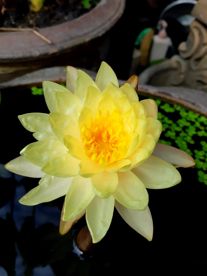 Flower, Yellow, Plant, Flora