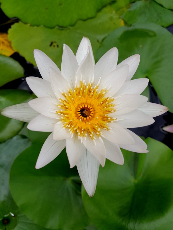 Flower, Flora, Plant, Aquatic Plant