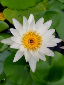 Flower, Flora, Plant, Aquatic Plant