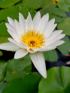 Flower, Flora, Yellow, Plant