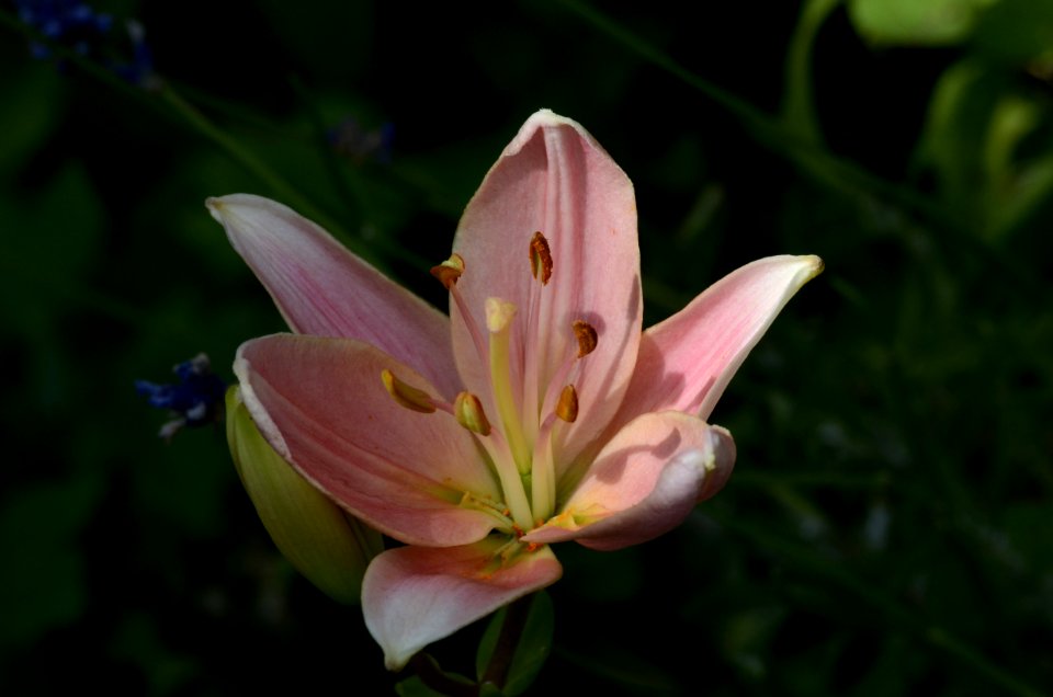 Flower, Lily, Plant, Flora