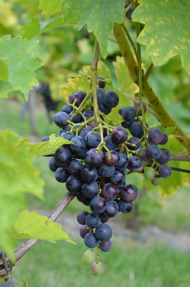 Blue winegrowing vine