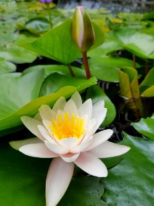 Flower, Plant, Flora, Yellow