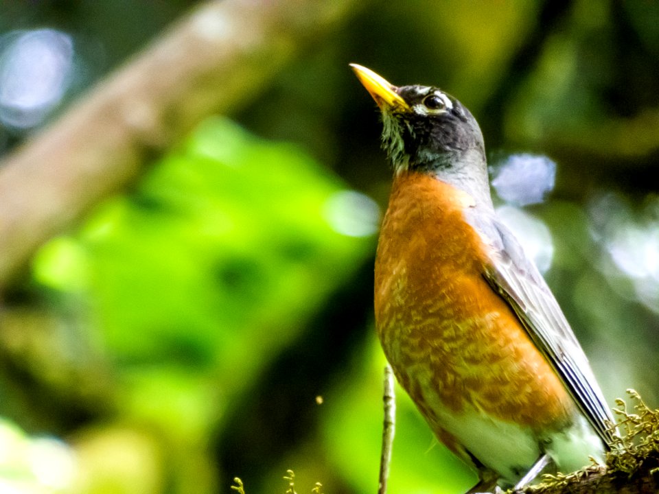 Bird, Fauna, Beak, Robin