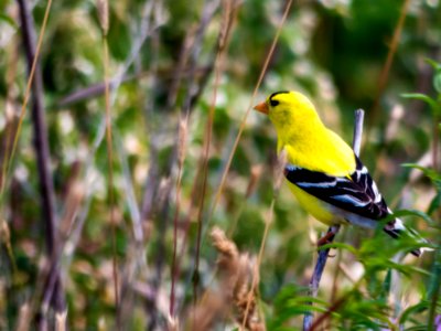 Bird, Fauna, Finch, Beak photo