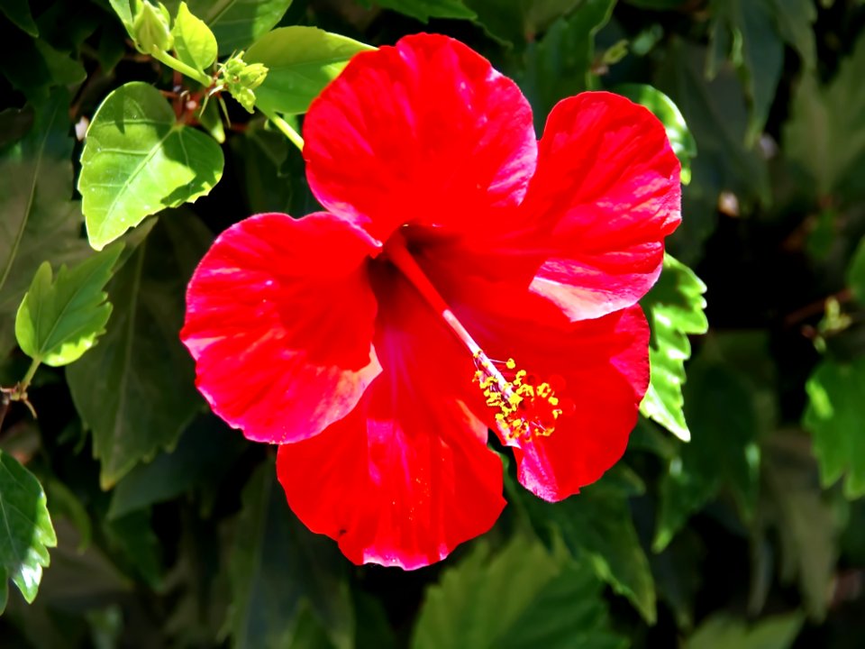 Flower, Hibiscus, Flowering Plant, Plant