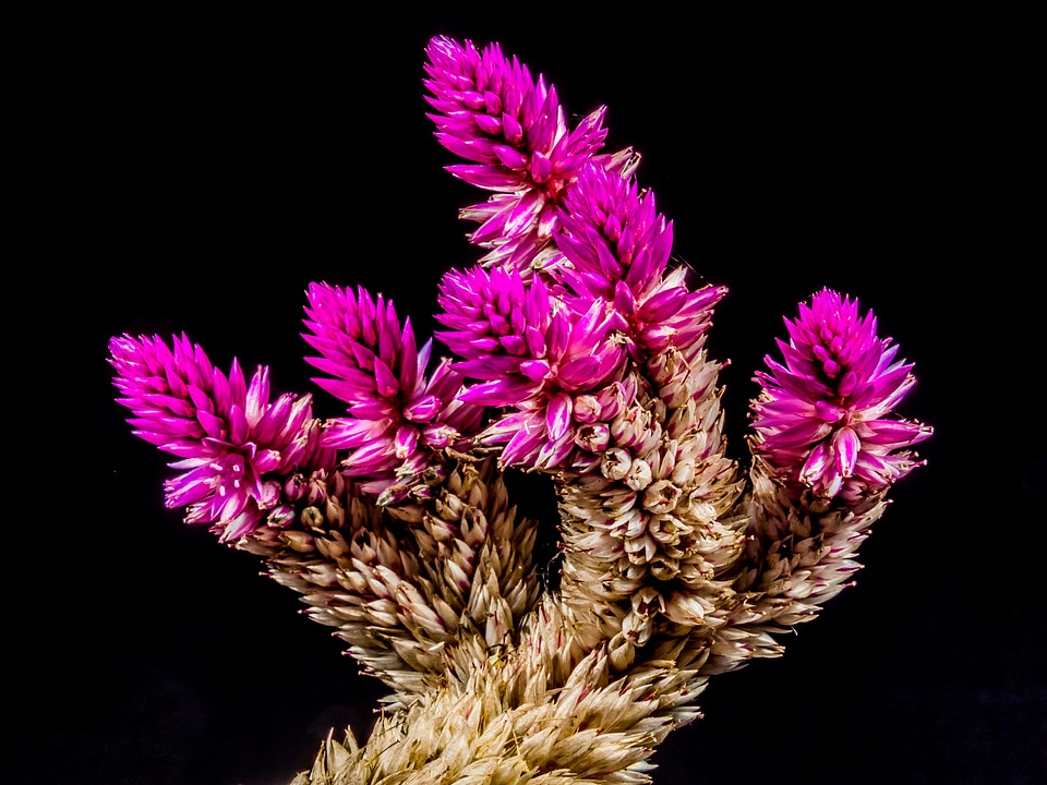 Flower wild flower close up