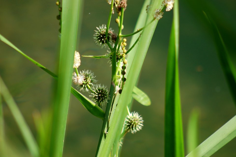Vegetation, Flora, Grass Family, Grass