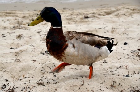 Duck, Bird, Mallard, Ducks Geese And Swans