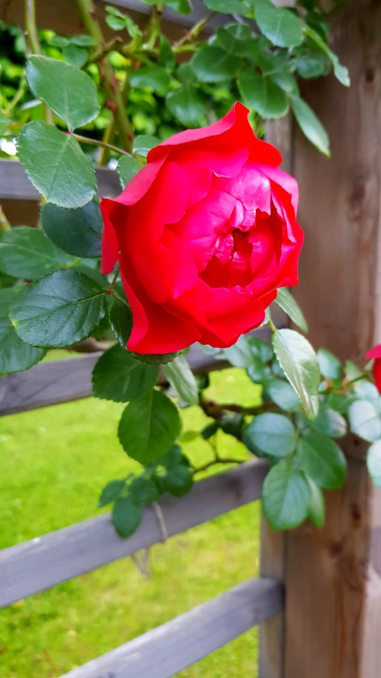 Flower, Rose, Rose Family, Red