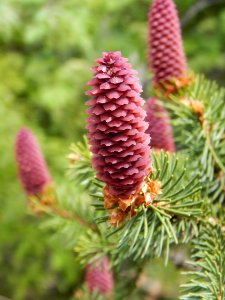 Pine Family, Spruce, Plant, Flora