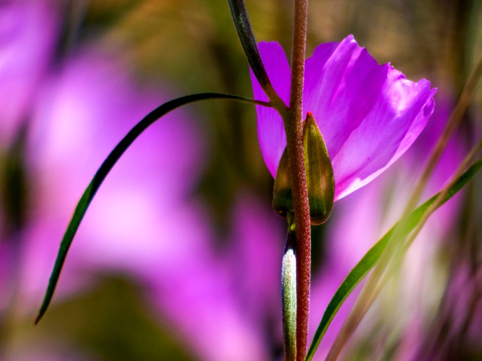 Flower, Flora, Plant, Purple