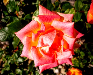 Flower, Rose Family, Pink, Rose
