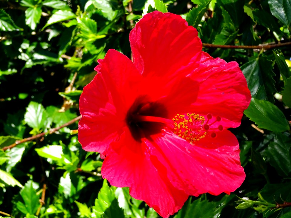 Flower, Hibiscus, Flowering Plant, Plant photo