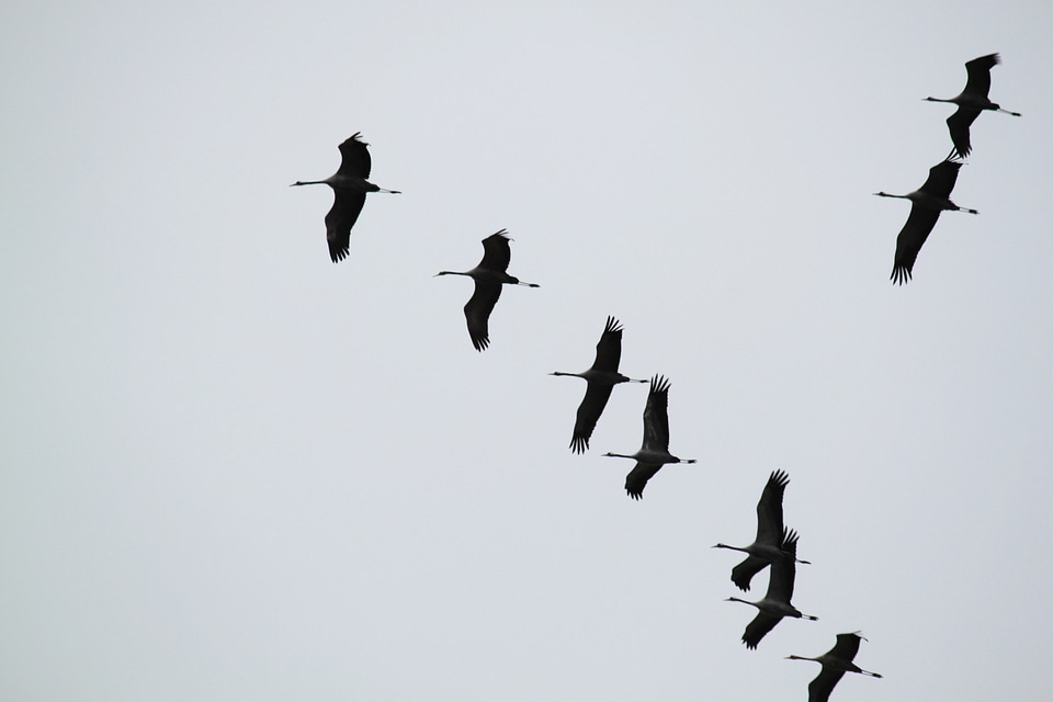 Flying formation animal world migratory birds
