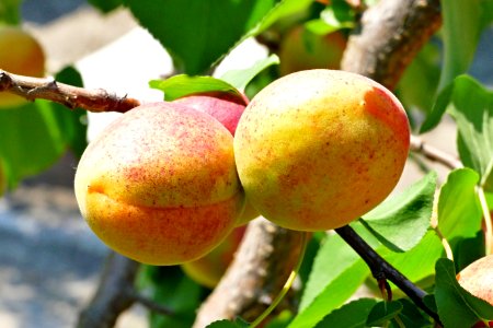 Fruit, Fruit Tree, Peach, Apricot photo