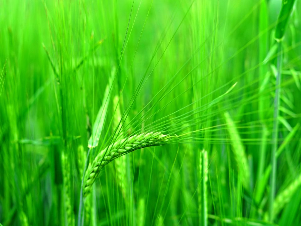 Grass, Barley, Vegetation, Field