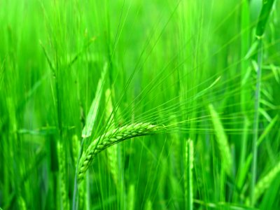 Grass, Barley, Vegetation, Field photo