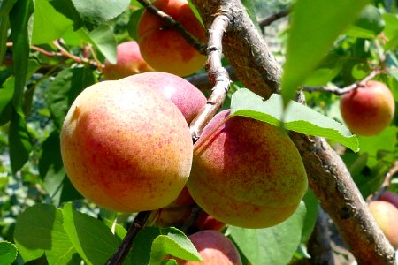 Fruit, Fruit Tree, Peach, Produce photo