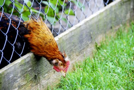 Chicken, Bird, Galliformes, Fauna