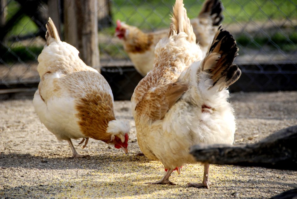 Chicken, Fauna, Galliformes, Bird