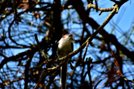 Bird, Fauna, Tree, Branch