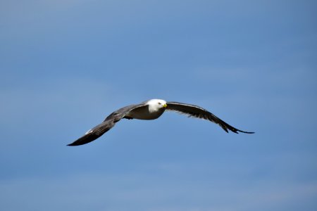 Bird, Sky, Fauna, Beak photo